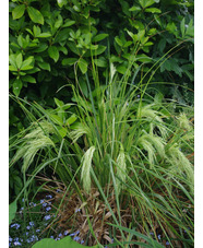 Chionochloa flavicans