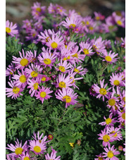 Chrysanthemum 'Clara Curtis'