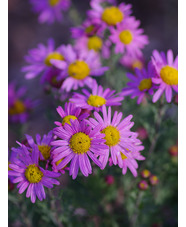 Chrysanthemum 'Clara Curtis'