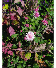 Chrysanthemum 'Emperor of China'