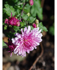 Chrysanthemum 'Emperor of China'