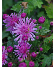 Chrysanthemum 'Emperor of China'