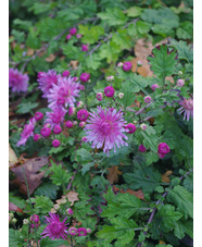 Chrysanthemum 'Emperor of China'