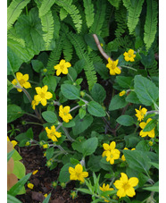 Chrysogonum virginianum var. australe 'Andre Viette'