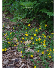 Chrysogonum virginianum var. australe 'Andre Viette'