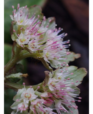 Chrysosplenium macrophyllum