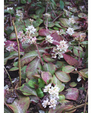 Chrysosplenium macrophyllum