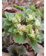 Chrysosplenium macrophyllum