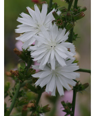 Cichorium intybus f. album