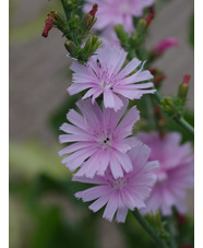 Cichorium intybus 'Roseum'