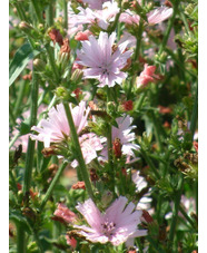 Cichorium intybus 'Roseum'