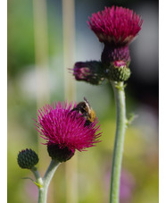 Cirsium rivulare 'Atropurpureum'