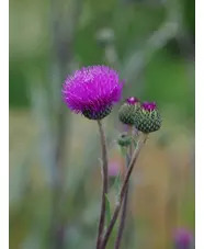 Cirsium tuberosum silver form 