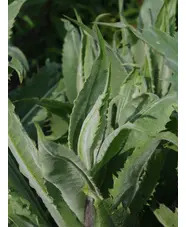 Cirsium tuberosum silver form 