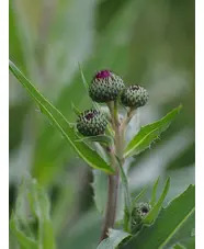 Cirsium tuberosum silver form 