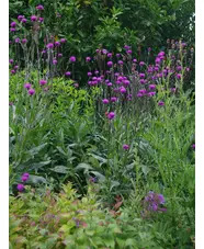 Cirsium tuberosum silver form 