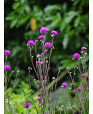 Cirsium tuberosum silver form 