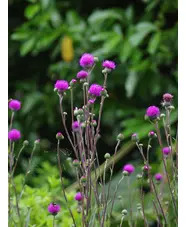 Cirsium tuberosum silver form 