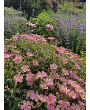 Cistus x argenteus 'Peggy Sammons'