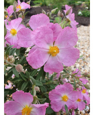 Cistus × bornetianus 'Jester'