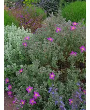 Cistus creticus subsp. creticus