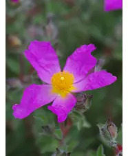 Cistus creticus subsp. creticus
