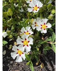 Cistus 'Gordon Cooper' 