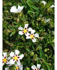 Cistus 'Gordon Cooper' 