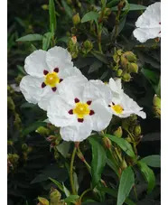 Cistus ladanifer