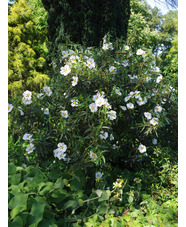 Cistus ladanifer