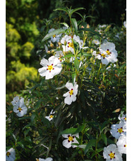 Cistus ladanifer