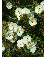 Cistus ladanifer