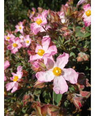 Cistus parviflorus