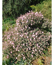 Cistus parviflorus
