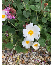 Cistus salviifolius Restonica strain