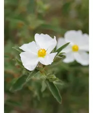 Cistus × argenteus 'Paper Moon'
