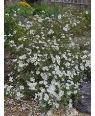Cistus × argenteus 'Paper Moon'