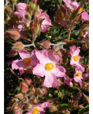 Cistus x argenteus 'Silver Pink'