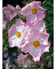 Cistus x argenteus 'Silver Pink'