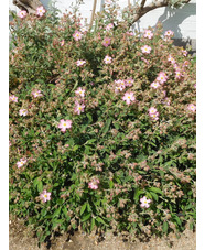 Cistus x argenteus 'Silver Pink'