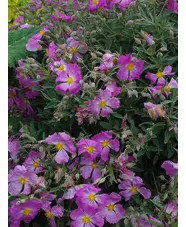 Cistus × bornetianus 'Jester'