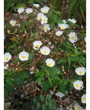 Cistus x hybridus