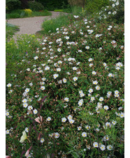 Cistus x hybridus