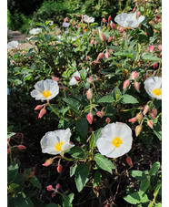 Cistus x hybridus