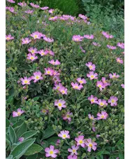 Cistus × lenis 'Grayswood Pink'