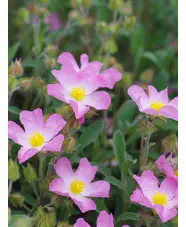 Cistus × lenis 'Grayswood Pink'