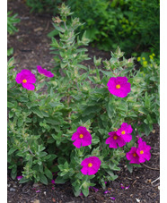 Cistus x pulverulentus 'Sunset'