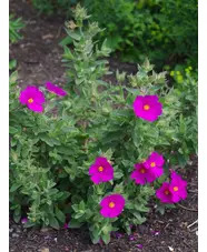 Cistus x pulverulentus 'Sunset'