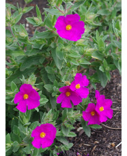 Cistus x pulverulentus 'Sunset'