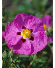Cistus x purpureus
